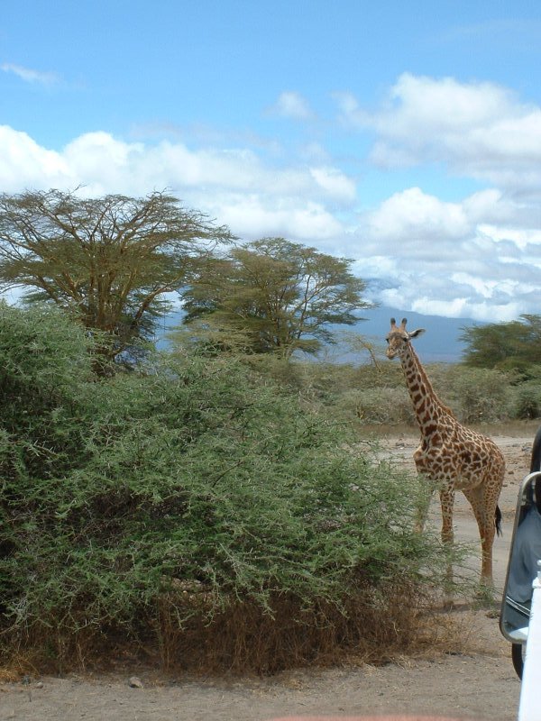 gal/Honeymoon/Lake Nakuru/DSCF0098.JPG